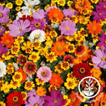 Wildflower Seeds - Save the Monarchs Field Flowers
