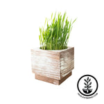 planter with wheatgrass