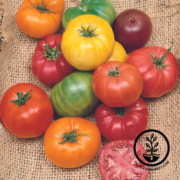 Tomato: Beefsteak Seeds  Heirloom, Non-GMO - Default Title - My