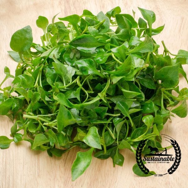 Todd's Seeds - True Water Cress Seeds for Fresh and Flavorful Greens