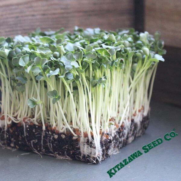 Radish Microgreens