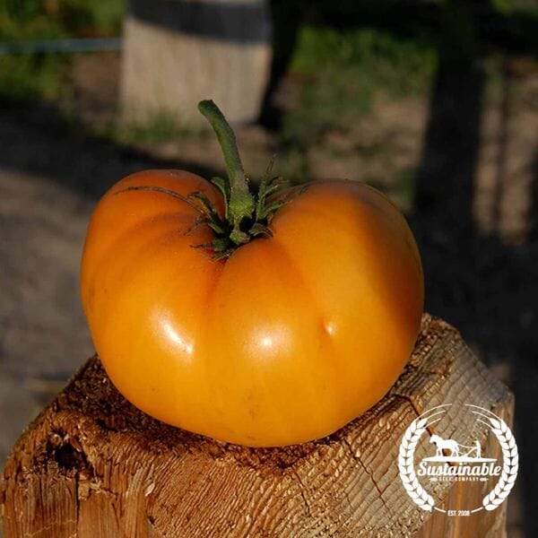 Brandywine, Yellow - Slicer Tomato Seeds – The Incredible Seed Company Ltd