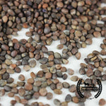 Radish - Rambo (Organic) - Microgreens Seeds