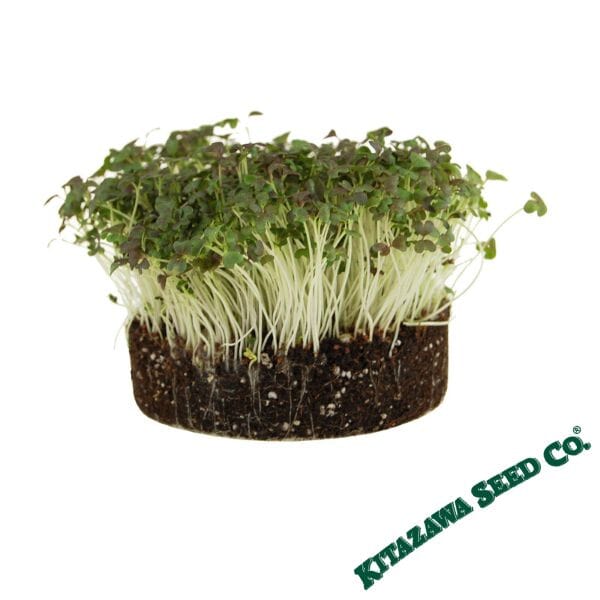 how to grow microgreens pdf free download