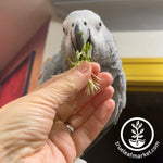 organic bird seed sprouting mix being fed to a parrot