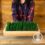 Wood Planter Box - Shallow - For Microgreens, Wheatgrass, & More Natural finish