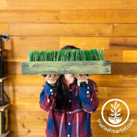 Wood Planter Box - Shallow - For Microgreens, Wheatgrass, & More Mossy Green