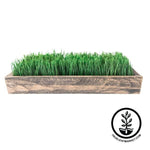 Wood Planter Box - Shallow - For Microgreens, Wheatgrass, & More Aged brown 