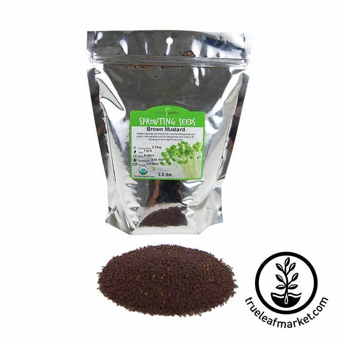 Organic Brown Mustard Sprouting Seed - Sprout Seeds