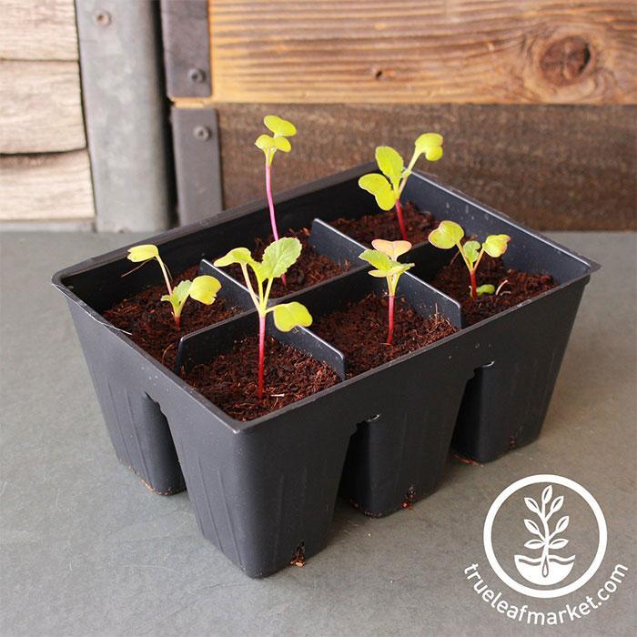 Seed tray insert 8 — Plant Pots Direct