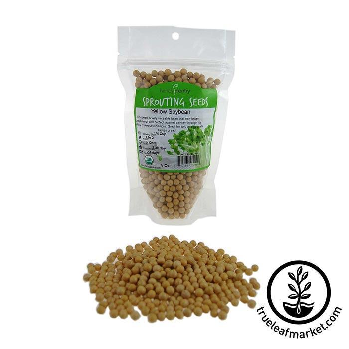 Organic Yellow Soy Beans – Westpoint Naturals - medium size beans