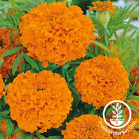 African Marigold Seeds Hawaii flowers