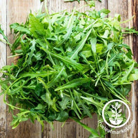 Roquette Lettuce Arugula Seeds - 100 Count Seed Pack - an Incredibly  Fast-Growing Cool Season Crop That adds a Fresh Spicy Kick to Salads and