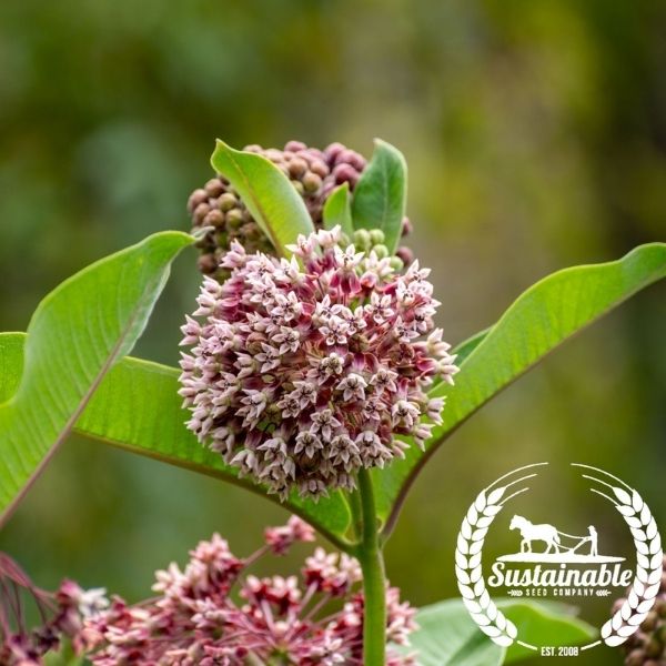 Asclepias Seeds - Common Milkweed (Organic)