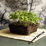 Broccoli Seeds - Chinese Broccoli - Big Stem - Microgreens Seeds