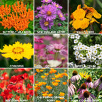 humingbird butterfly varieties 3