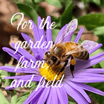 bee pollinating flower