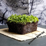 Chinese Cabbage Seeds - Matsushima No. 2 - Microgreens Seeds