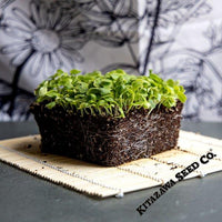 Chinese Cabbage Seeds - Matsushima No. 2 - Microgreens Seeds