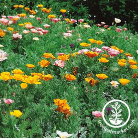 California Poppy Seeds - Ballerina Mix