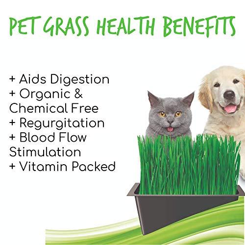 Organic Cat Wheatgrass Seeds - Non-GMO Wheat Grass Seeds - Dogs, Pets