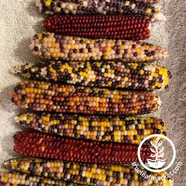 Corn Seeds - Popcorn - Rainbow Jewel | Non-GMO Vegetable Corn Seed