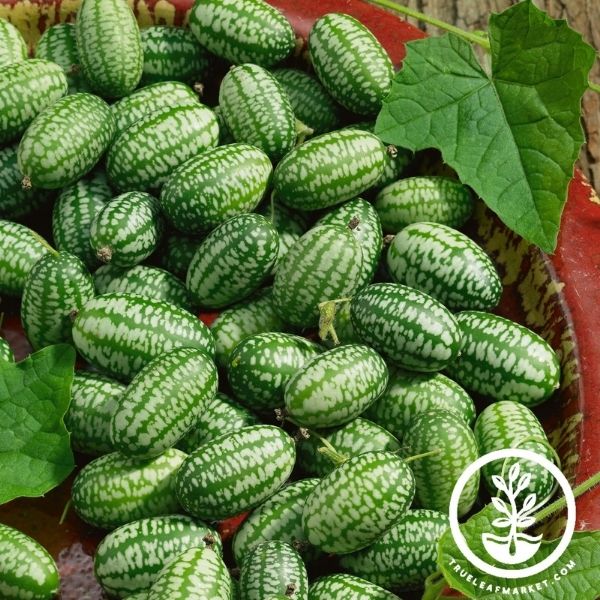 Cucumber - Cucamelons – Marvins Gardens