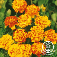 French Marigold Seeds Bolero flowers