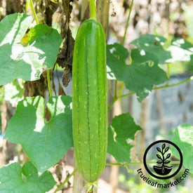 Gourd Seeds - Emerald - Hybrid