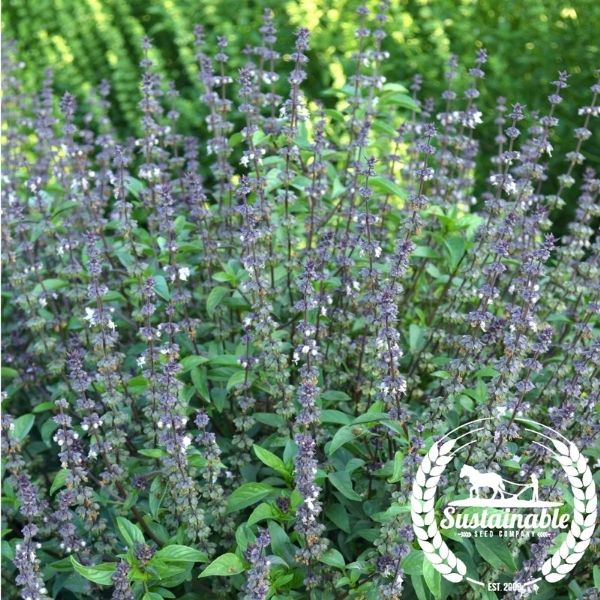 Organic Basil Seeds Cinnamon Non GMO Organic Herb Gardening