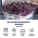 Microgreens Benefits