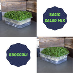 Basic Salad Mix & Broccoli Micro Greens