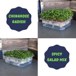 Spicy Salad Mix & Radish Microgreens