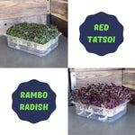 Purple Radish & Tatsoi Microgreens