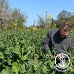 Subzero Kale - Cover Crop Seeds Growing