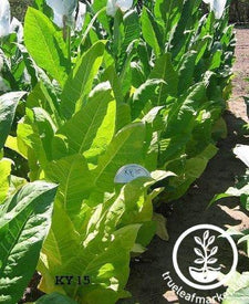 Ky 15 tobacco Seeds