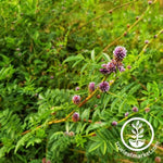 Licorice Herb Seeds - Non-GMO