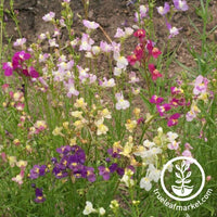 Linaria Seeds Spurred Snapdragon Northern Lights flowers