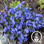 Lobelia Flower Garden Seeds - Cambridge Blue | Annual Flower Gardening ...