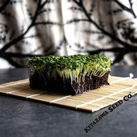 Chinese Mustard Seeds - Shuidong - Microgreens Seeds