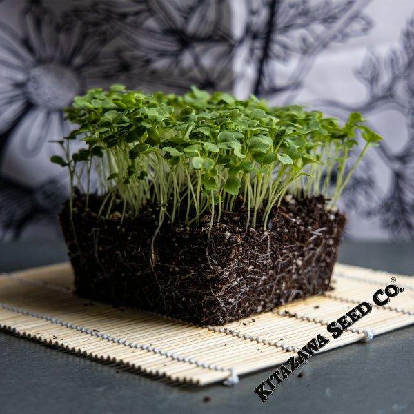 Mustard Seeds - Golden Frill - Microgreens Seeds