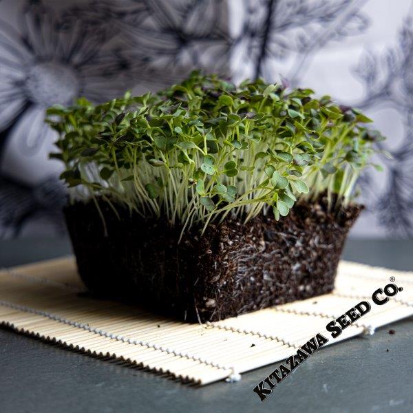 Mustard Seeds - Red Capital - Microgreens Seeds