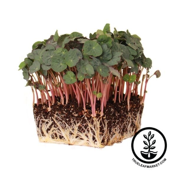 Nasturtium Seeds - Empress of India (Organic) - Microgreens Seeds