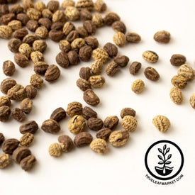 Nasturtium Seeds - Empress of India (Organic)