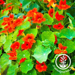 Nasturtium_Seeds_-_Empress_of_India_Organic_flower