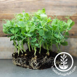 Pea Seeds Parsley Microgreens wood background