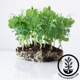 Pea Seeds Parsley Microgreens white background