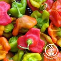 Pepper Seeds - Hot - Hot Portugal