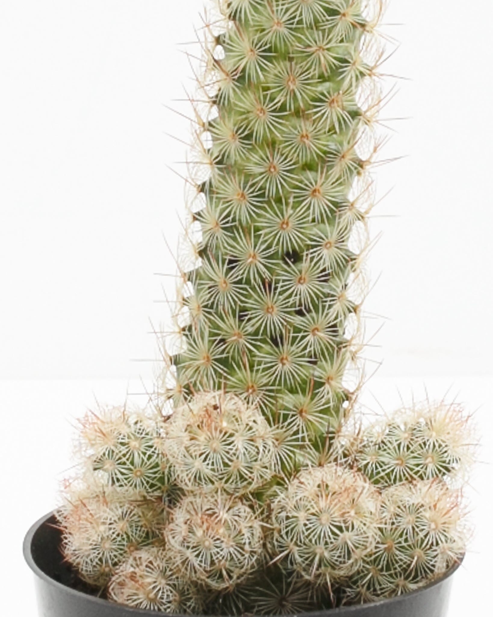 Lady Finger Cactus by Lively Root · True Leaf Market