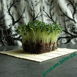 Radish - Tokinashi All Season - Microgreens